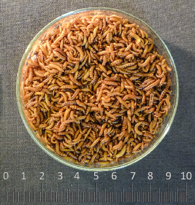 Alphitobius diaperinus - Lesser mealworm - Buffalo worm