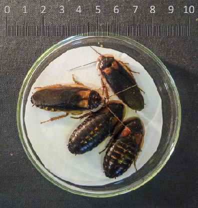 Blaptica dubia - Argentian wood cockroach