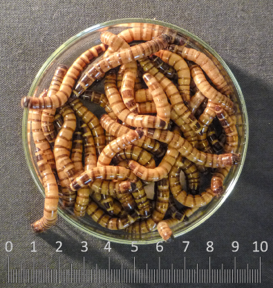Zophobas morio - Superworms